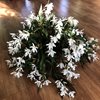 Coelogyne cristata var. hololeuca -